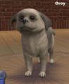 Shih Tzus in four coat colors... Screenshot