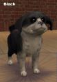 Shih Tzus in four coat colors... Screenshot