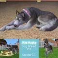 Mini Husky Breed Screenshot