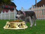 Mini Husky Breed Screenshot