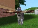 Mini Husky Breed Screenshot